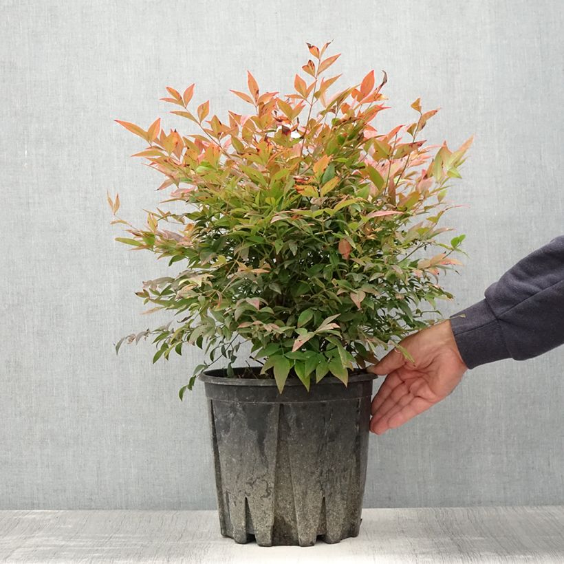 Esemplare di Nandina domestica Gulf Stream Vaso da 7,5L/10L consegnato in estate