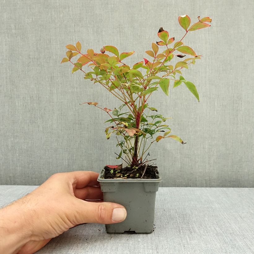 Esemplare di Nandina domestica Gulf Stream Vasetto da 8/9 cm consegnato in estate