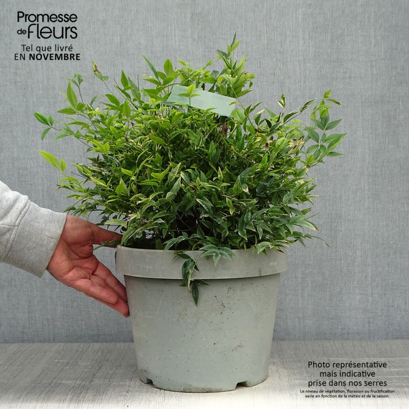 Esemplare di Nandina domestica Lemon and Lime Vaso da 7,5L/10L come consegnato in autunno