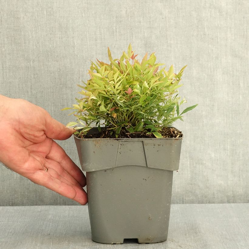 Esemplare di Nandina domestica Red Light Vaso da 2L/3L consegnato in estate