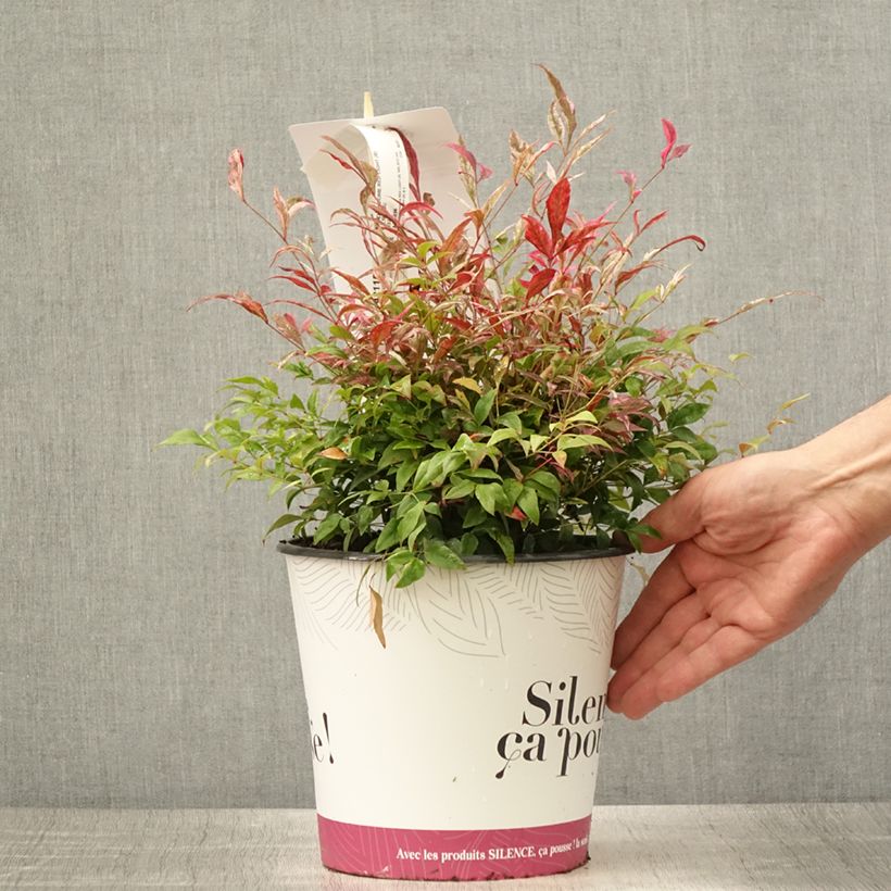 Esemplare di Nandina domestica Red Light Vaso da 3L/4L consegnato in estate