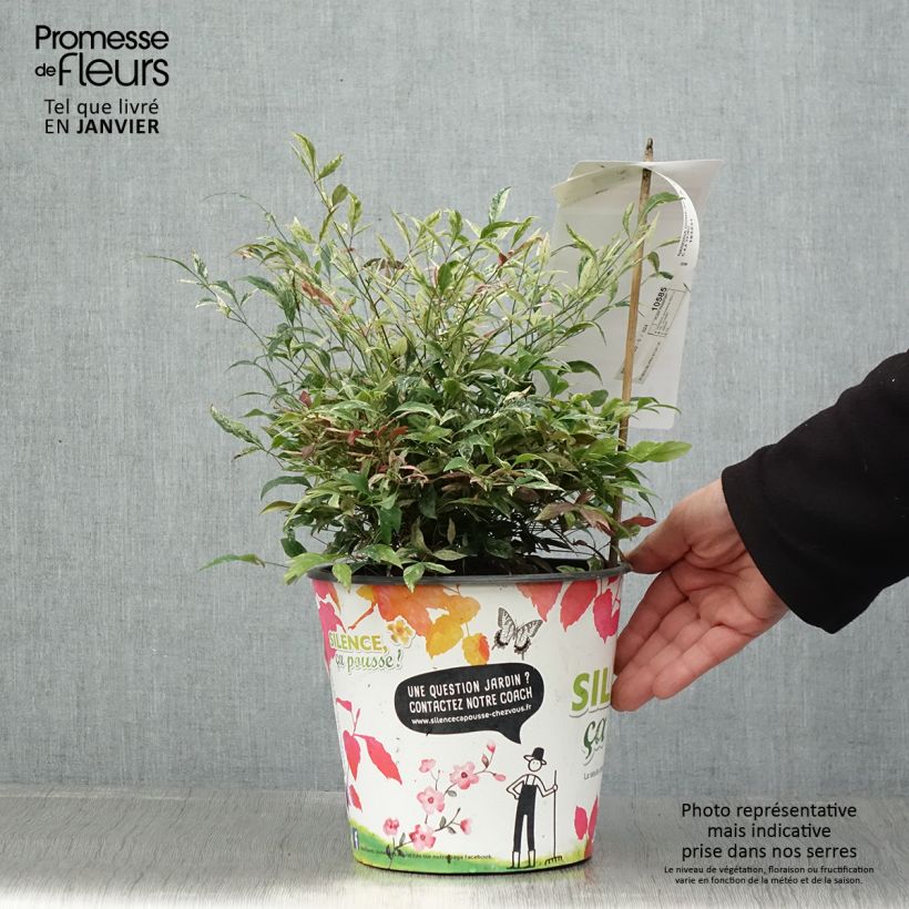 Nandina domestica Red Light Vaso da 3L/4L esemplare consegnato in inverno