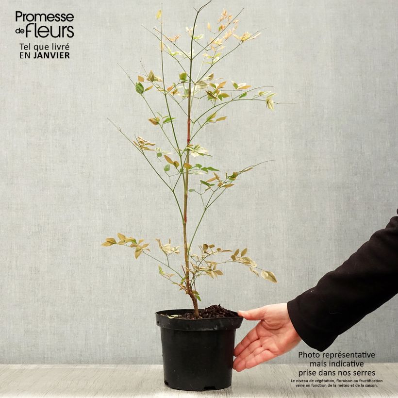 Nandina domestica Richmond Vaso da 2L/3L esemplare consegnato in inverno