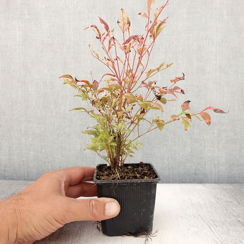 Esemplare di Nandina domestica Twilight Vasetto da 8/9 cm consegnato in estate