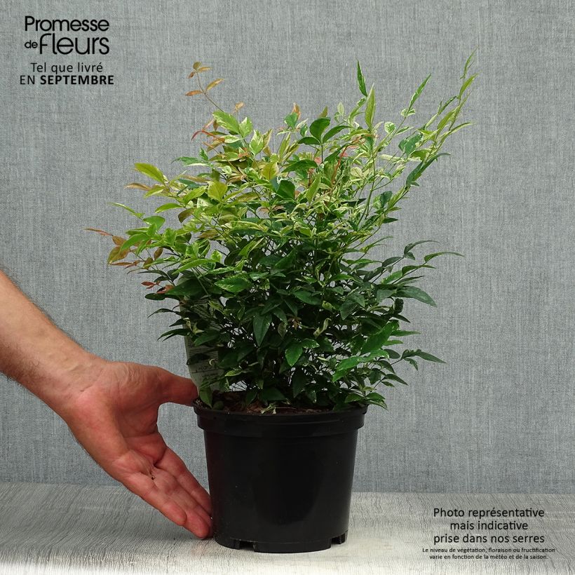 Esemplare di Nandina domestica Twilight Vaso da 2L/3L come consegnato in autunno