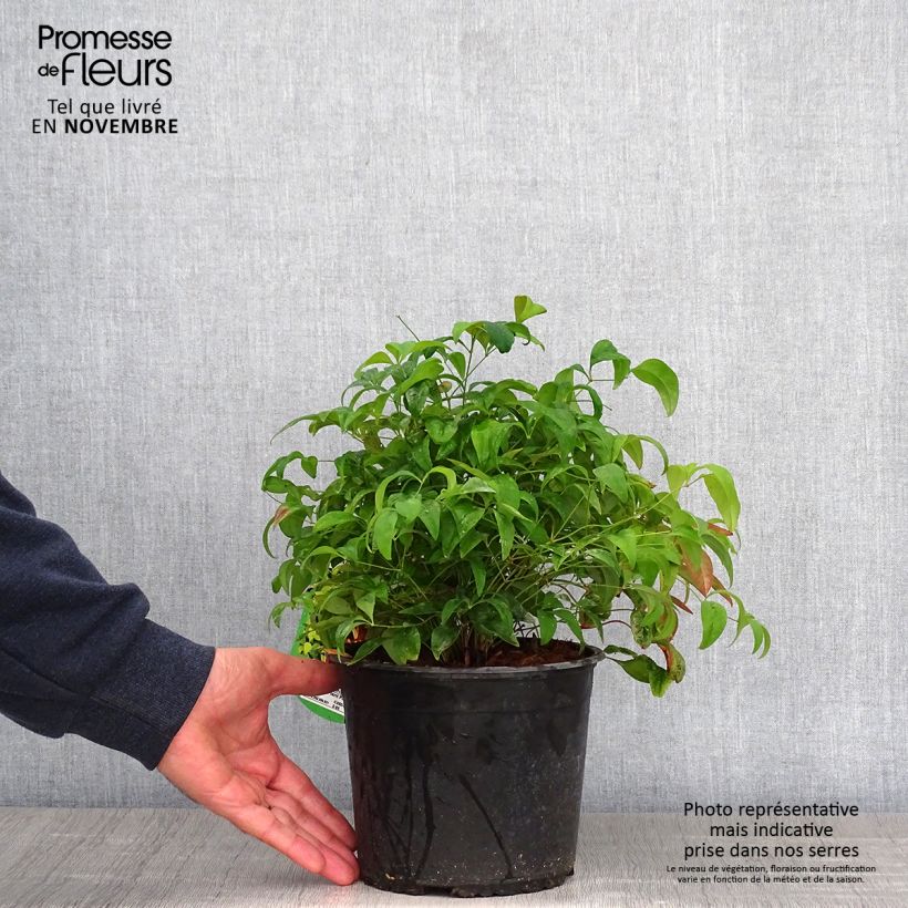 Esemplare di Nandina domestica Wood's Dwarf Vaso da 2L/3L come consegnato in autunno