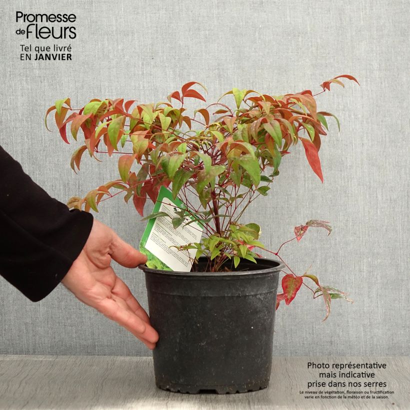 Nandina domestica Wood's Dwarf Vaso da 2L/3L esemplare consegnato in inverno