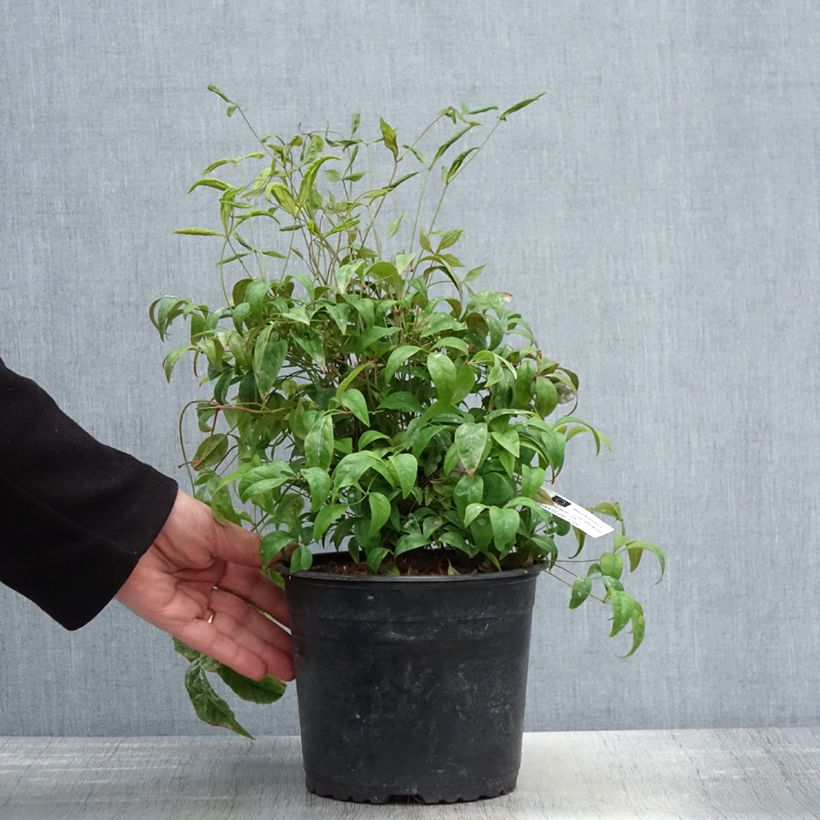 Nandina domestica Wood's Dwarf Vaso da 2L/3L esemplare consegnato in primavera