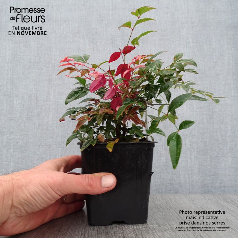 Esemplare di Nandina domestica Obsessed Seika Vasetto da 8/9 cm come consegnato in autunno