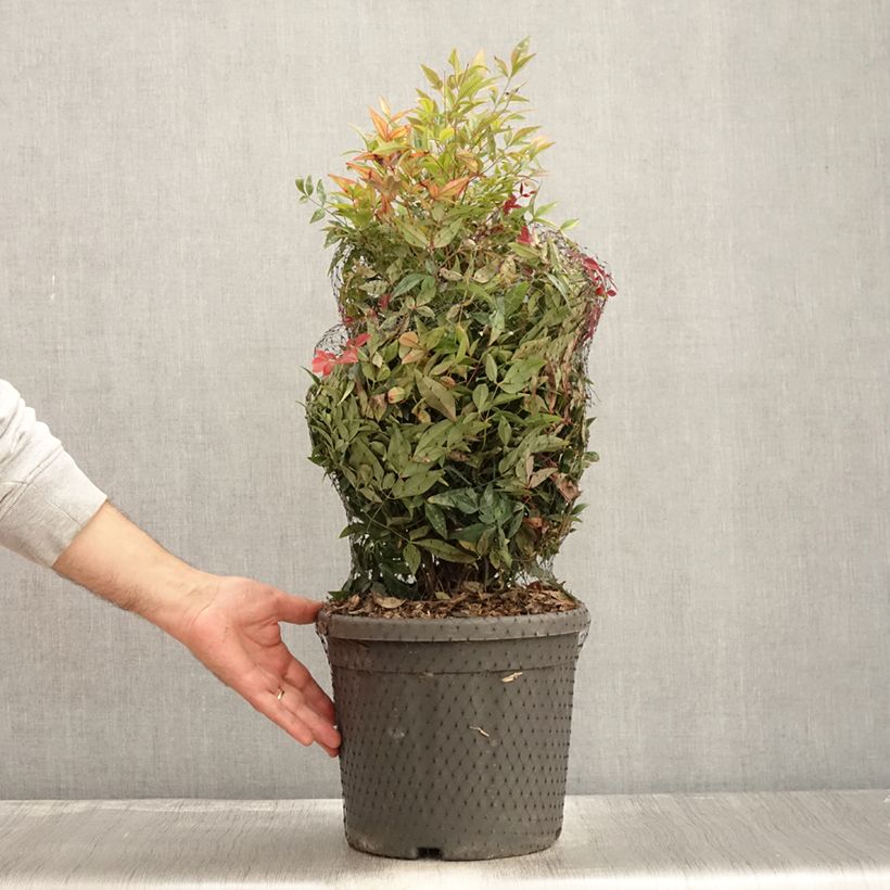 Esemplare di Nandina domestica Obsessed Seika Vaso da 7,5L/10L come consegnato in autunno
