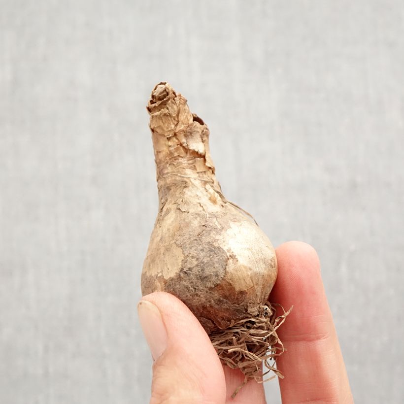 Esemplare di Narciso a fiore doppio Acropolis Bulbo taglia 12+ come consegnato in autunno