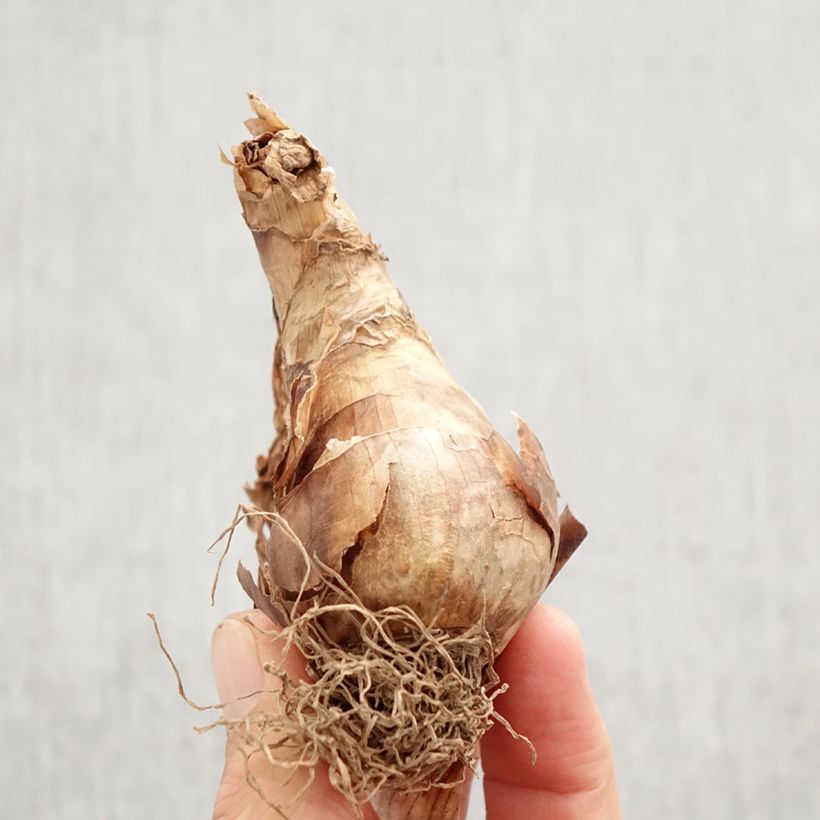 Esemplare di Narciso Apple Pie Bulbo taglia 12+ come consegnato in autunno