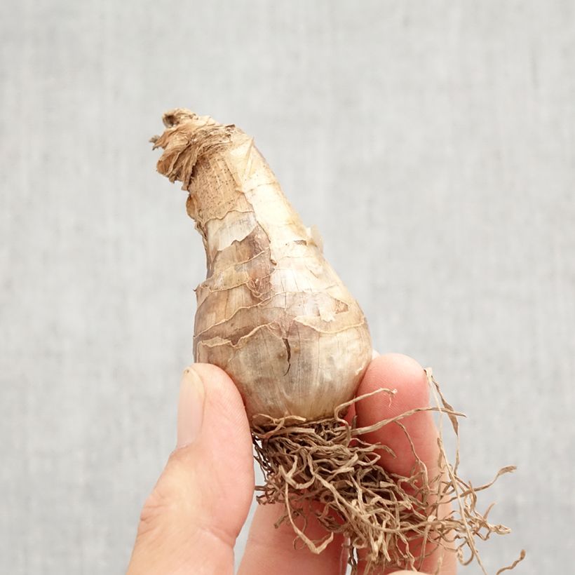 Esemplare di Narciso Art Design Bulbo taglia 12+ come consegnato in autunno