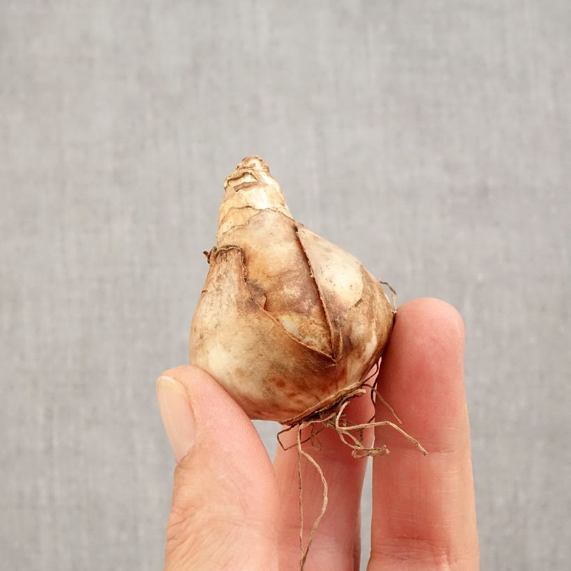 Esemplare di Narciso coronato Audubon Bulbo taglia 14+ come consegnato in autunno