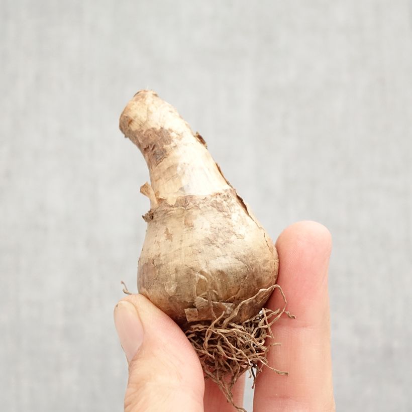 Esemplare di Narciso coronato Avalon Bulbo taglia 12+ come consegnato in autunno