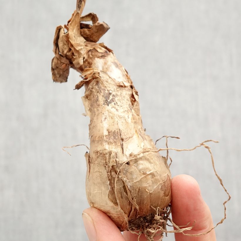 Esemplare di Narciso coronato Barrett Browning Bulbo taglia 12+ come consegnato in autunno