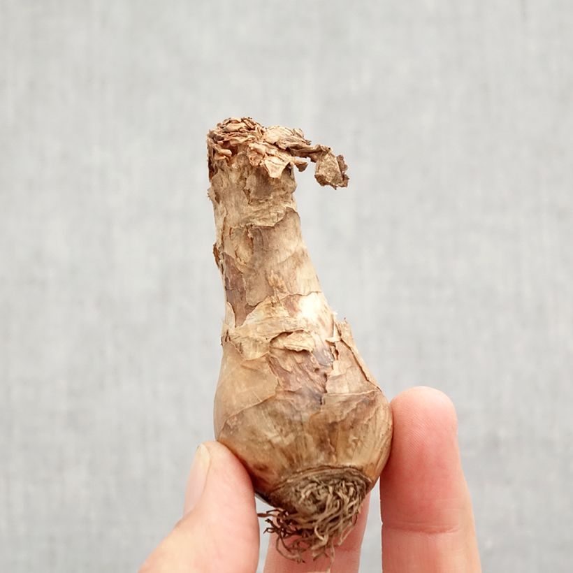 Esemplare di Narciso grande-coronato Bella Estrella Bulbo taglia 12+ come consegnato in autunno