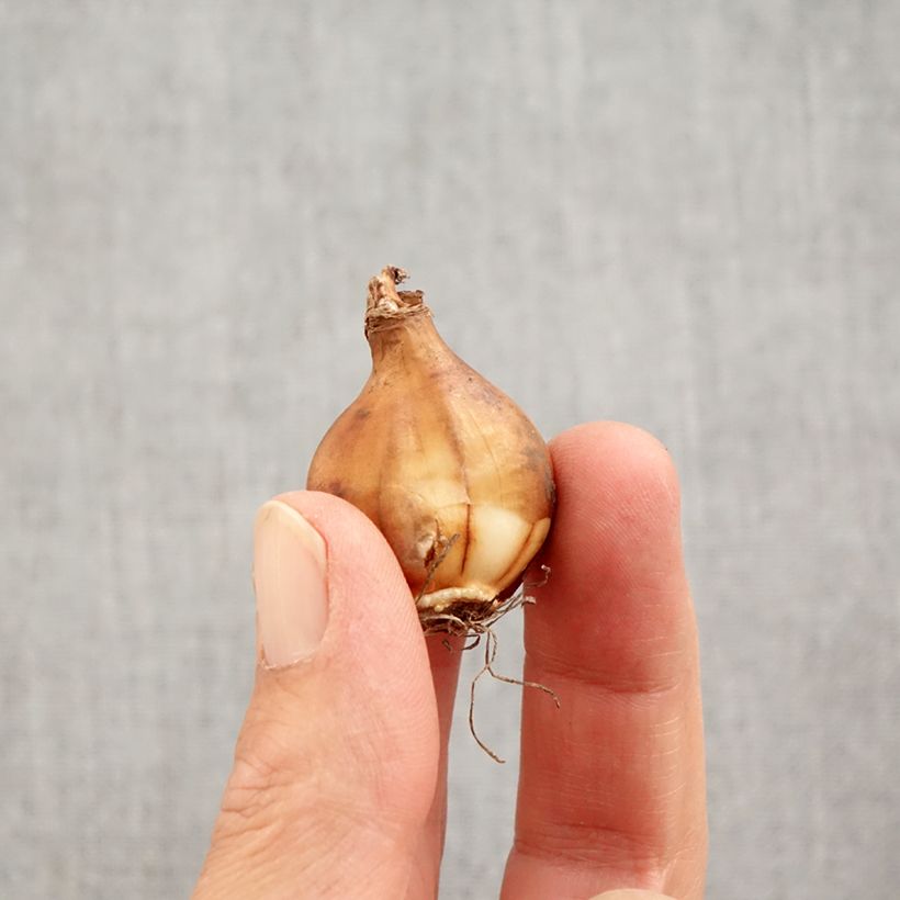 Esemplare di Narcisse bulbocodium Arctic Bells Bulbo taglia 7+ come consegnato in autunno