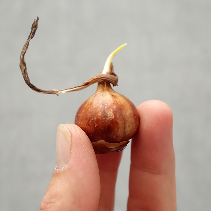 Esemplare di Narcissus bulbocodium Cantabricus Bulbo taglia 8+ come consegnato in autunno