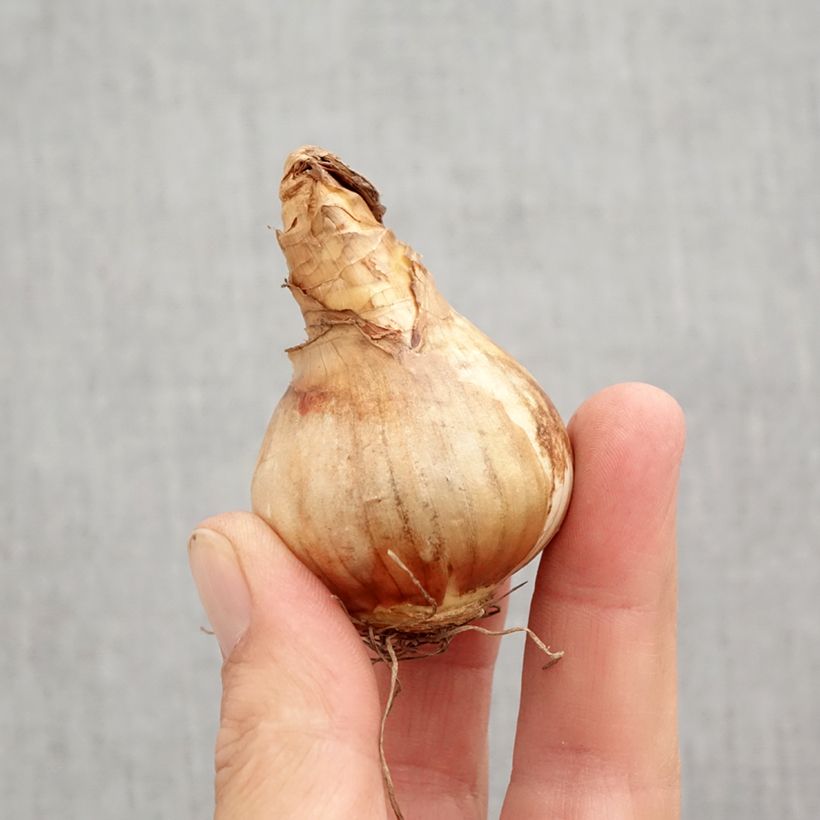 Esemplare di Narciso cyclamineus Cotinga Bulbo taglia 12+ come consegnato in autunno