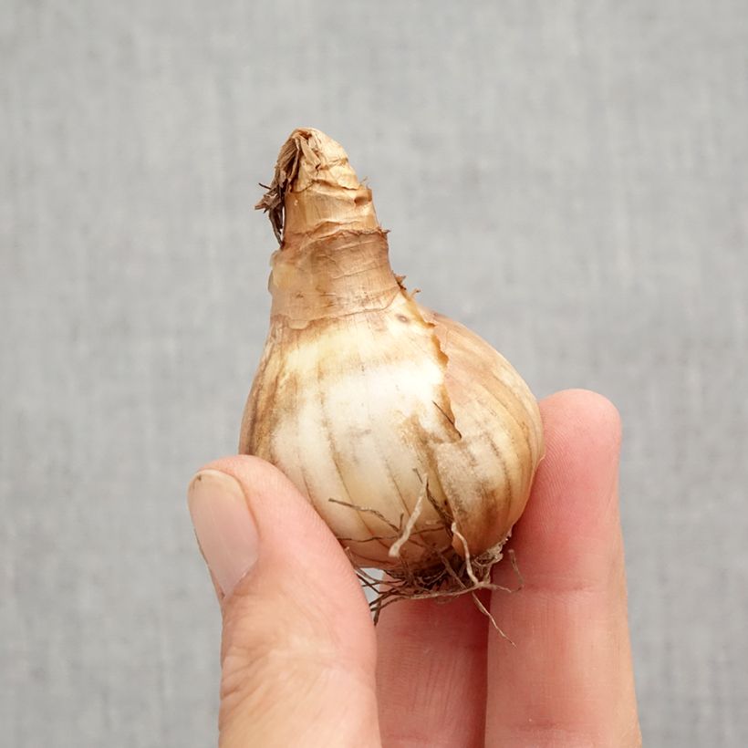 Esemplare di Narciso cyclamineus Rapture Bulbo taglia 12+ come consegnato in autunno