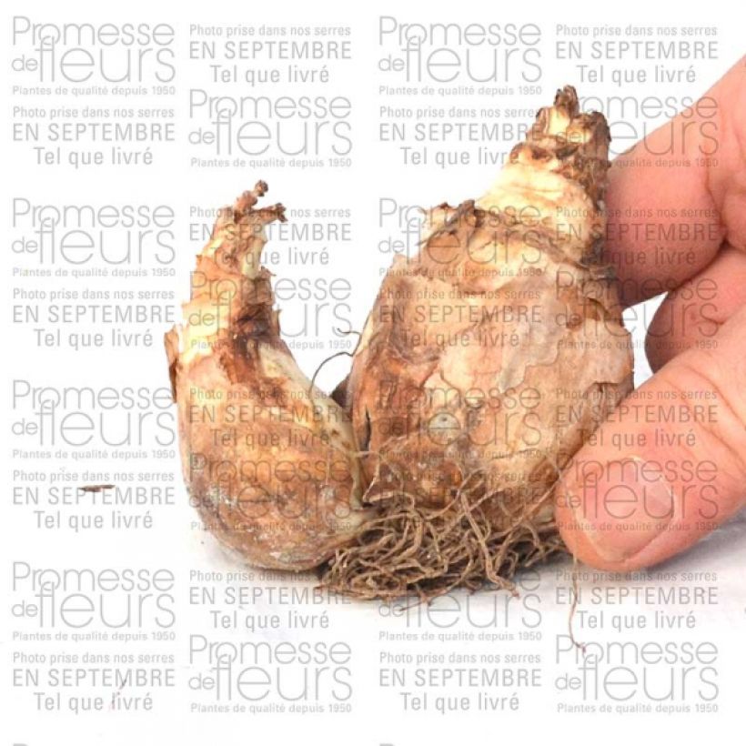 Esempio di esemplare Narciso cyclamineus Trena Bulbo taglia 12+ come consegnato