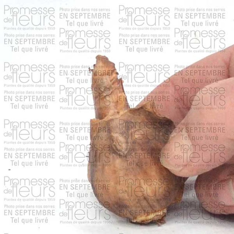 Esempio di esemplare Narciso Dutch Master Bulbo taglia 12+ come consegnato