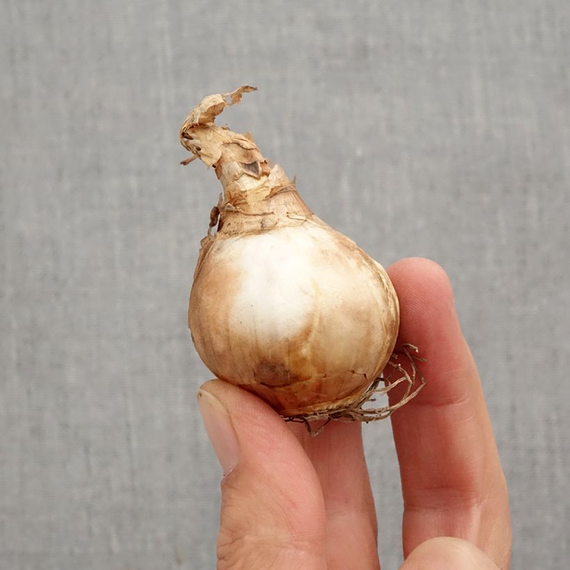 Esemplare di Narciso Dutch Master Bulbo taglia 12+ come consegnato in autunno