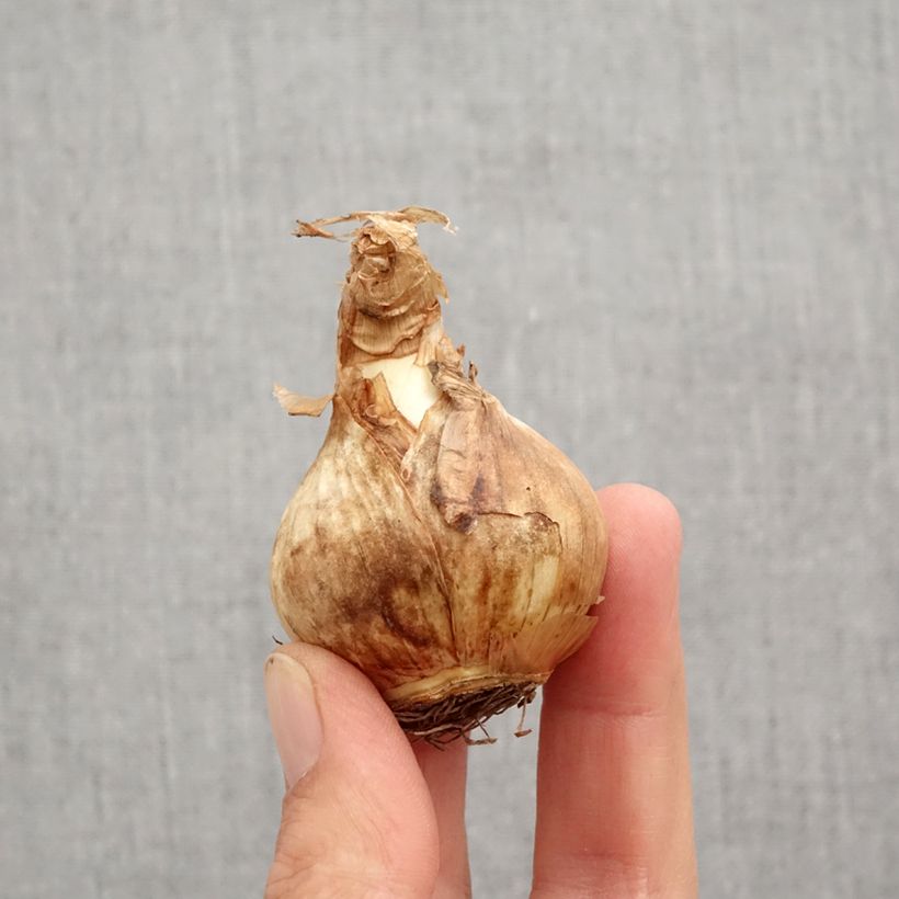 Esemplare di Narciso Edna Earl Bulbo taglia 12+ come consegnato in autunno