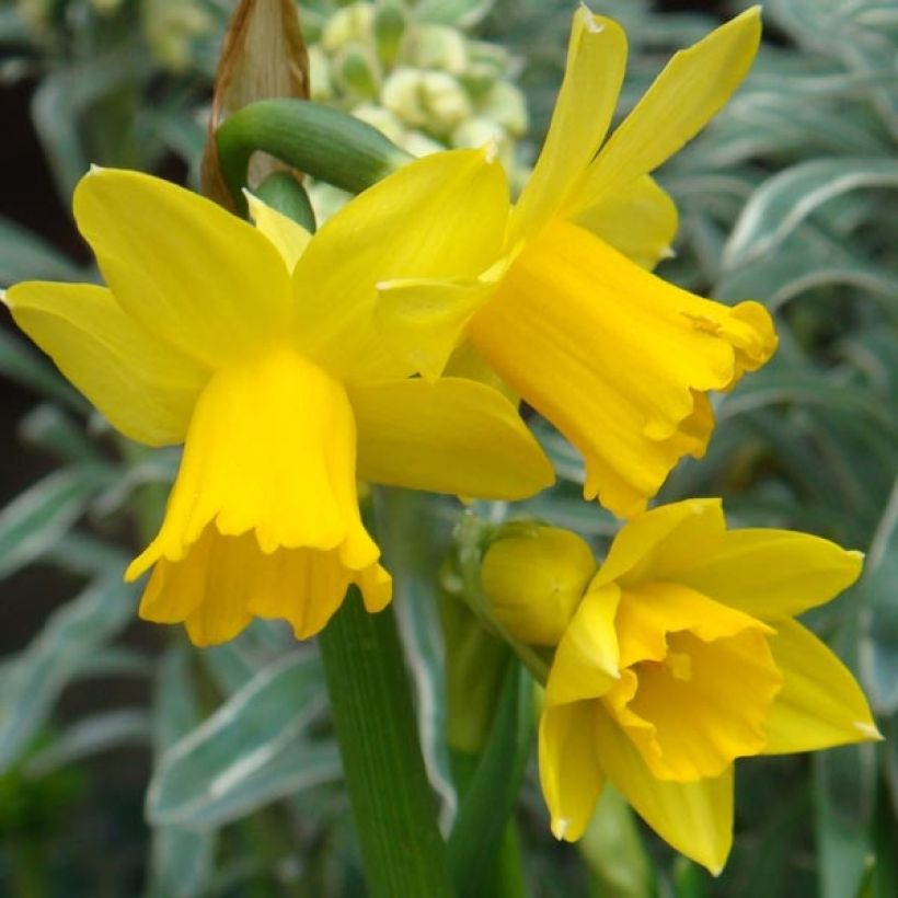 Narciso cyclamineus February Gold (Fioritura)