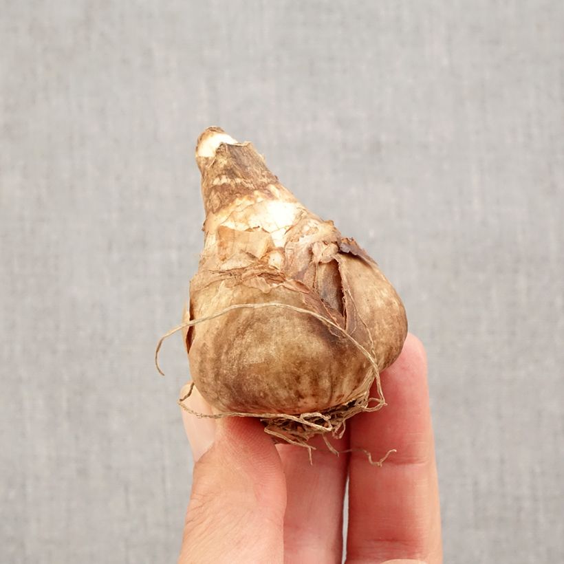 Esemplare di Narciso cyclamineus February Gold Bulbo taglia 14+ come consegnato in autunno