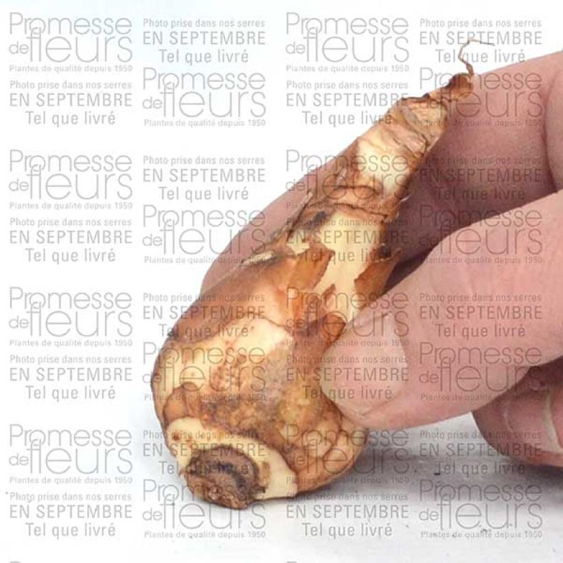 Esempio di esemplare Narciso coronato Finland Bulbo taglia 14+ come consegnato