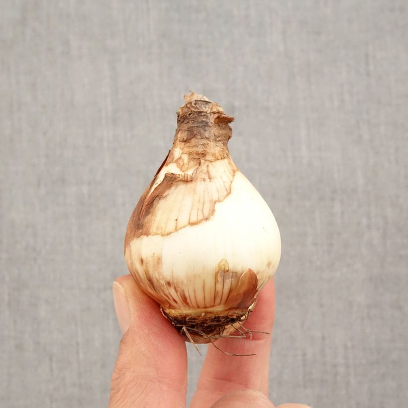 Esemplare di Narciso coronato Fortissimo Bulbo taglia 14/16 come consegnato in autunno