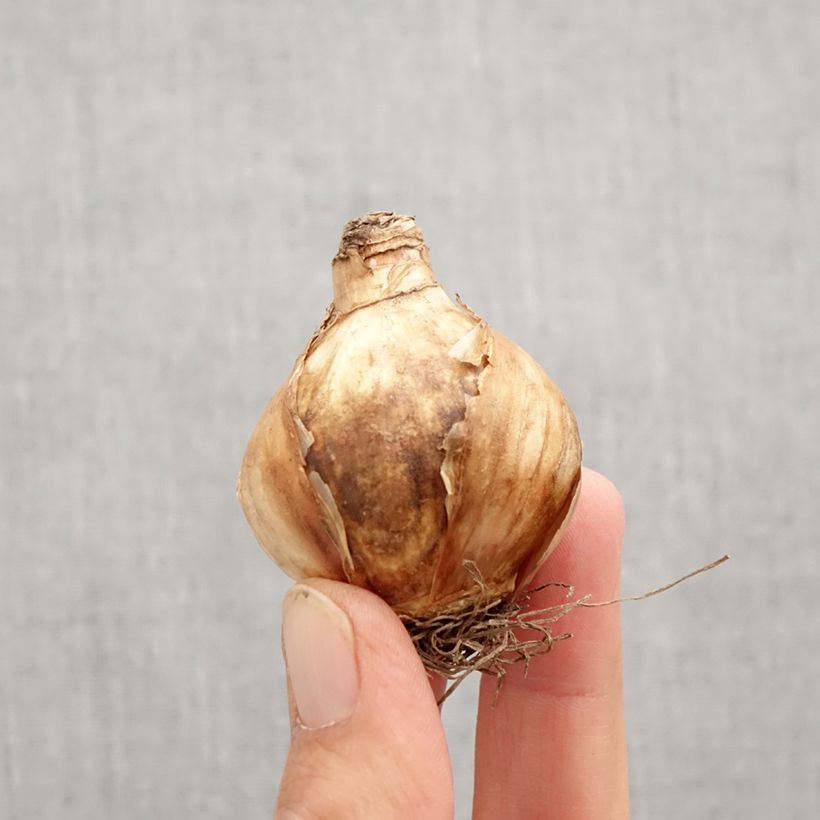 Esemplare di Narciso Girl Power Bulbo taglia 12+ come consegnato in autunno