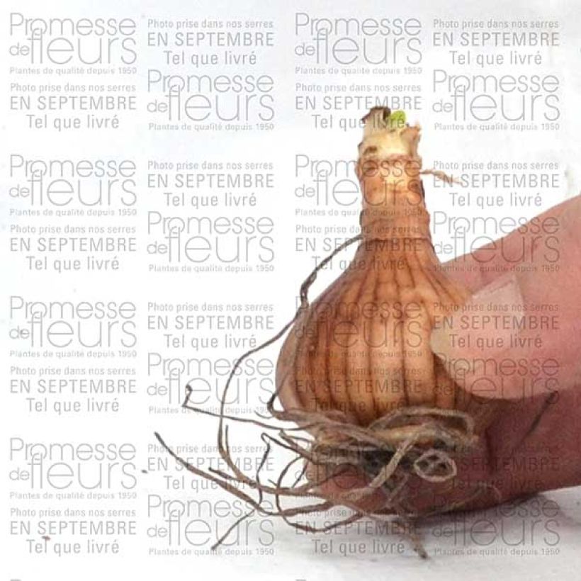 Esempio di esemplare Narciso a tromba Golden Echo Bulbo taglia 10+ come consegnato