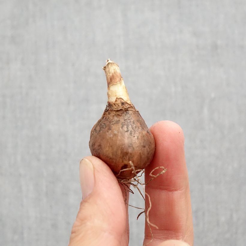 Esemplare di Narciso a tromba Golden Echo Bulbo taglia 10+ come consegnato in autunno