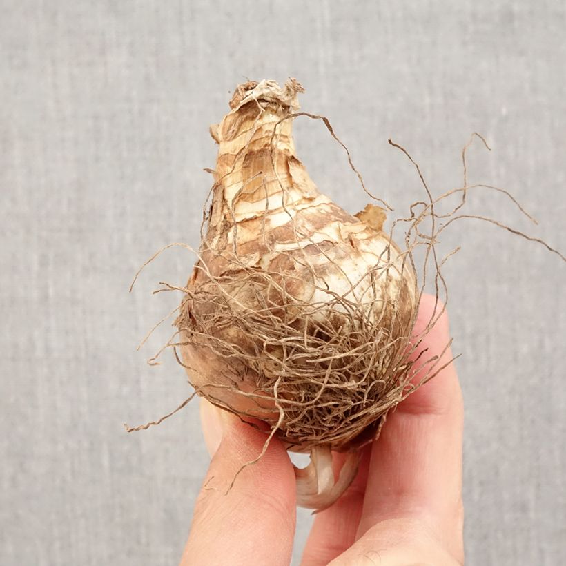 Esemplare di Narciso Tazetta Grand Soleil d Or Bulbo taglia 14+ come consegnato in autunno