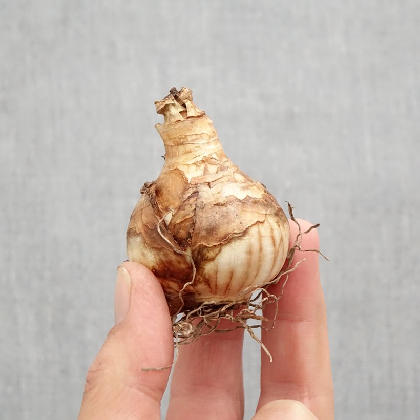 Esemplare di Narciso a fiore doppio Heamoor Bulbo taglia 12 come consegnato in autunno