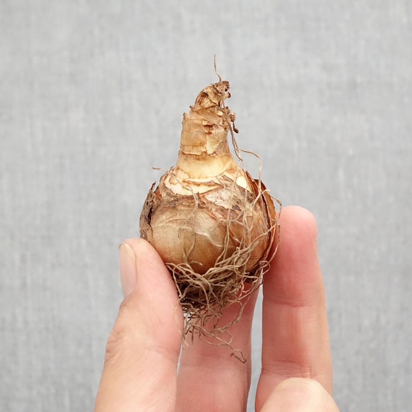 Esemplare di Narciso coronato Ice Follies Bulbo taglia 12 come consegnato in autunno