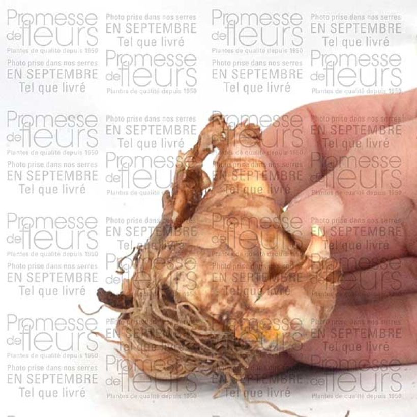 Esempio di esemplare Narciso a fiore doppio Ice King Bulbo taglia 12+ come consegnato