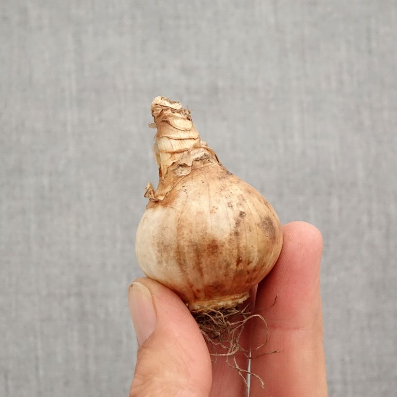 Esemplare di Narcissus triandrus Lemon Drops Bulbo taglia 12+ come consegnato in autunno