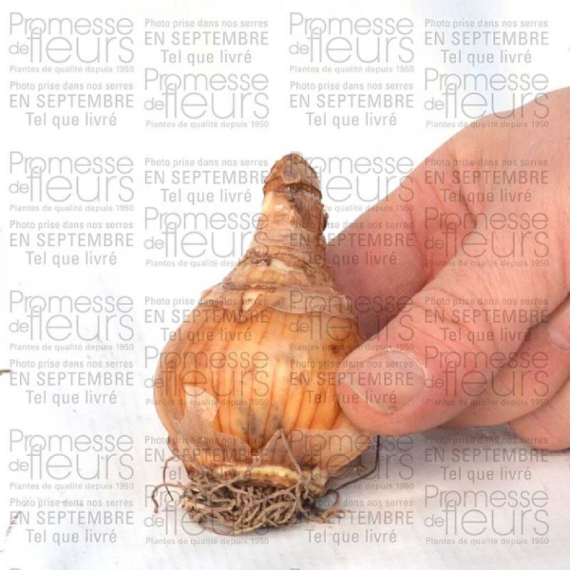 Esempio di esemplare Narciso a tromba Loveday Bulbo taglia 12+ come consegnato