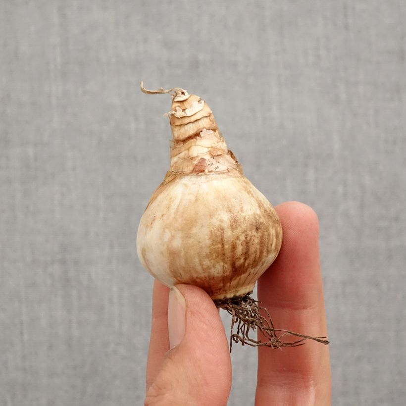 Esemplare di Narciso a tromba Loveday Bulbo taglia 12+ come consegnato in autunno