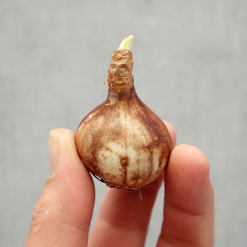 Esemplare di Narciso Martinette Bulbo taglia 12+ come consegnato in autunno