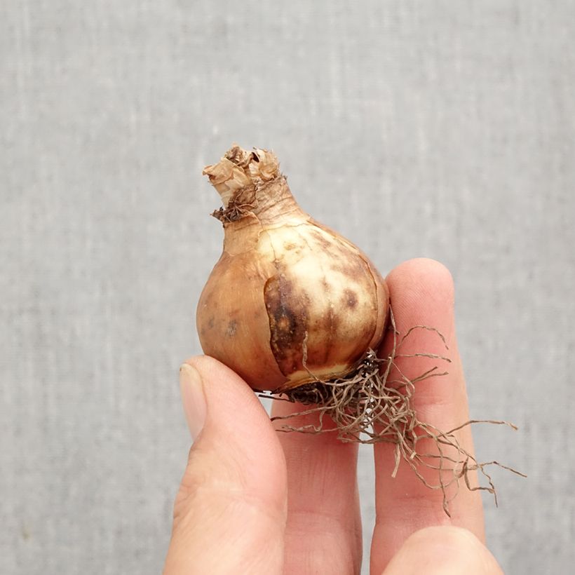 Esemplare di Narciso grande-coronato Modern Art Bulbo taglia 12+ come consegnato in autunno