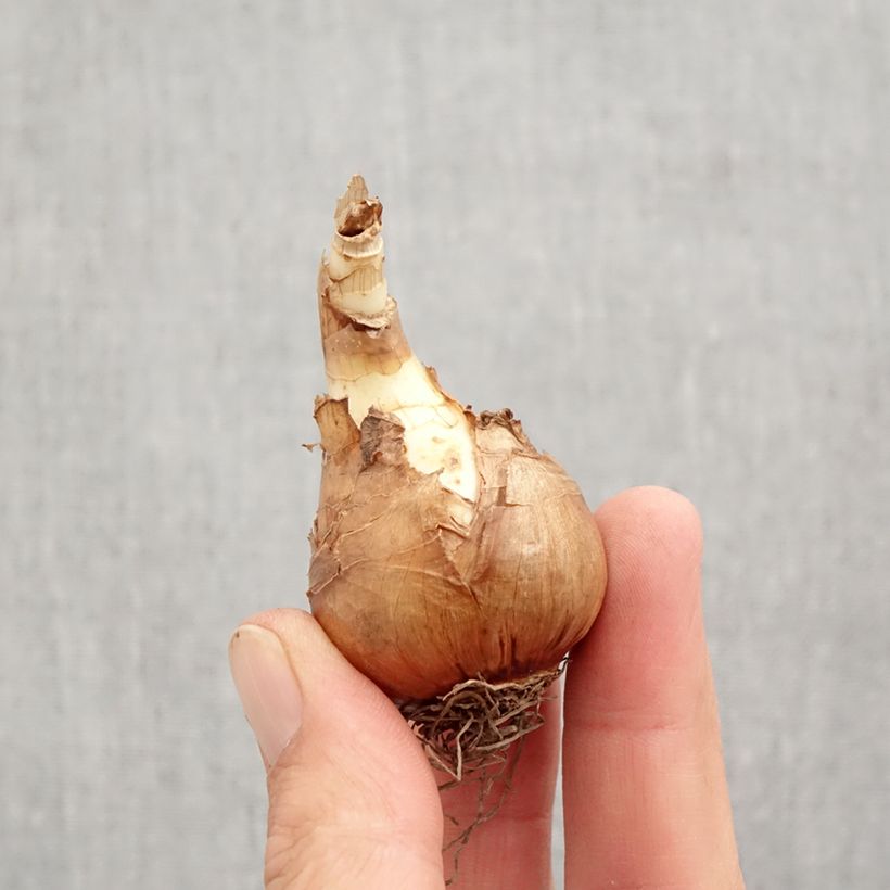 Esemplare di Narciso Mondragon Bulbo taglia 12+ come consegnato in autunno