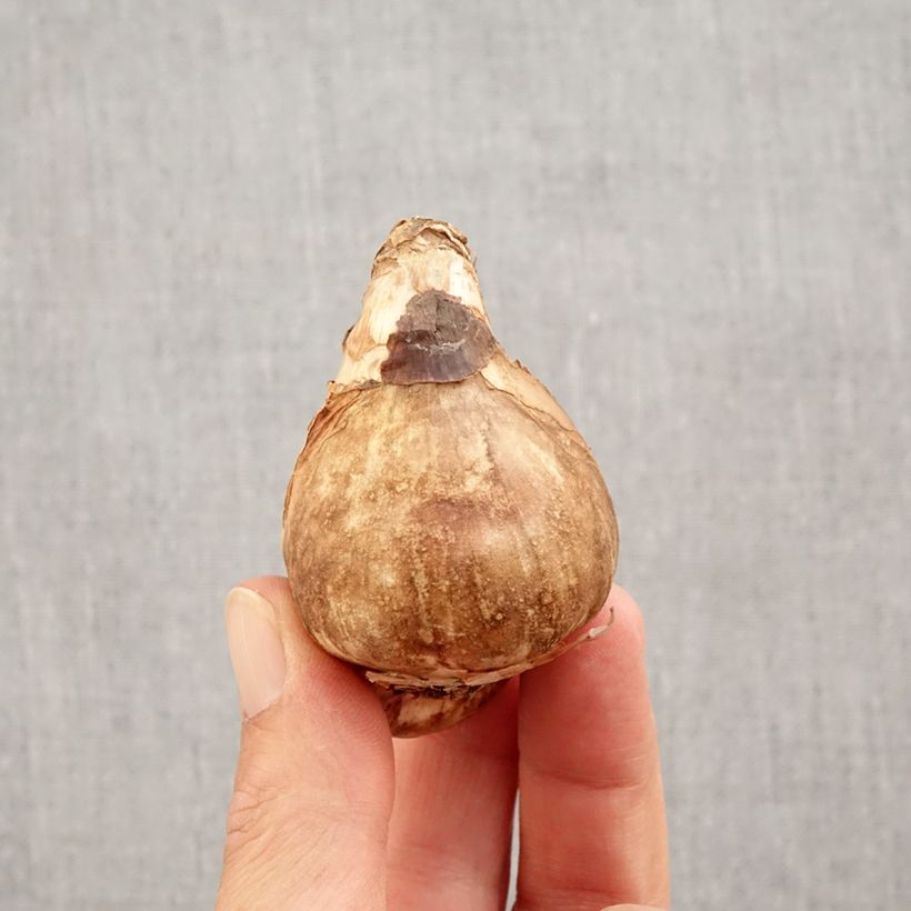 Esemplare di Narciso coronato Mount Hood Bulbo taglia 14/16 come consegnato in autunno