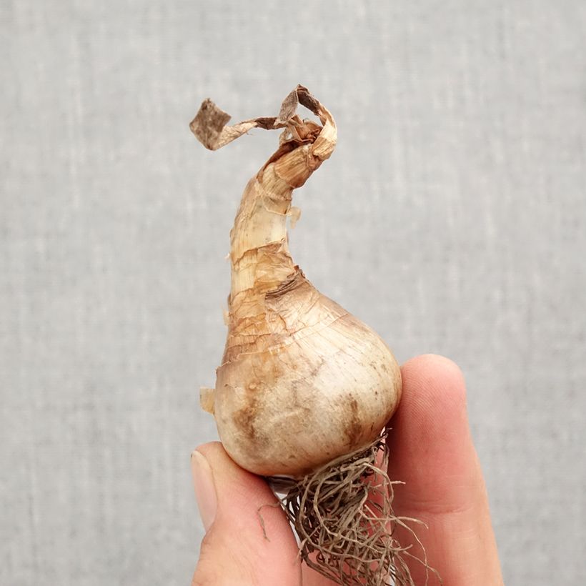 Esemplare di Narciso Apricot Whirl Bulbo taglia 12+ come consegnato in autunno