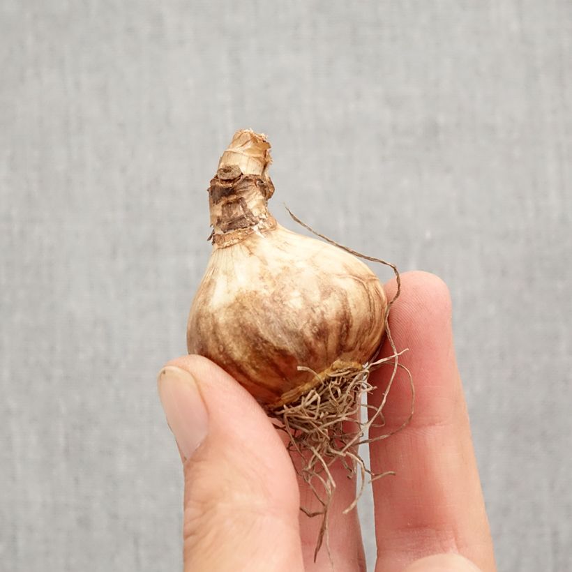 Esemplare di Narciso cyclamineus Peeping Jenny Bulbo taglia 12+ come consegnato in autunno