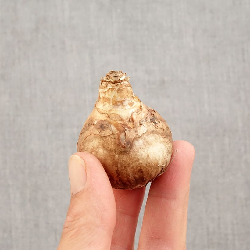 Esemplare di Narciso cyclamineus Peeping Tom Bulbo taglia 14/16 come consegnato in autunno